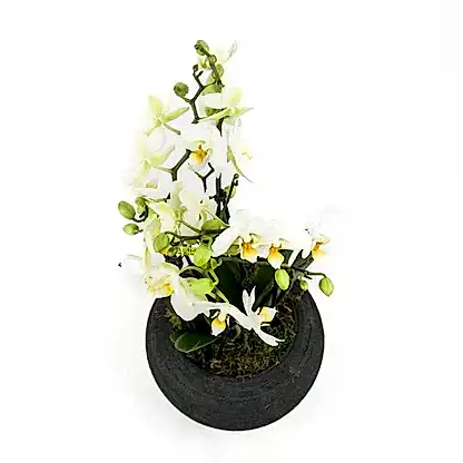 Wild Beauty Orchid