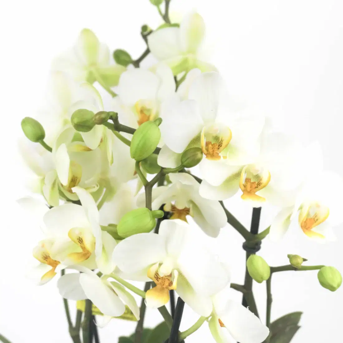 Wild Beauty Orchid