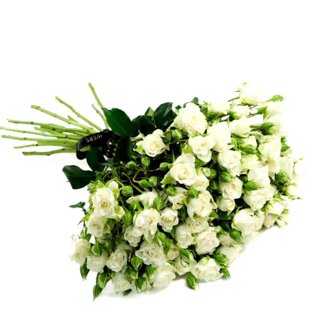 White Spray Roses