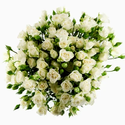 White Spray Roses